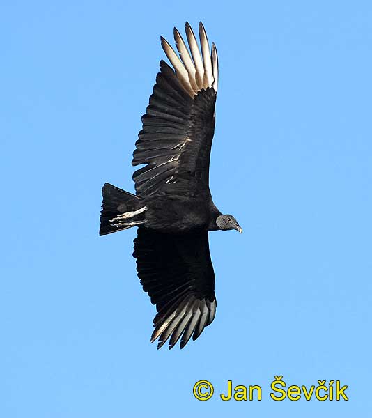 Photo of kondor havranovitý Black Vulture Rabengeier Zopilote Negro Coragyps atratus